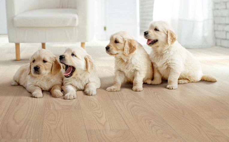 pet friendly flooring from galvanite